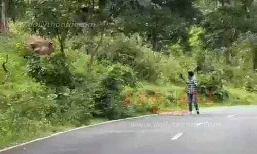 காட்டு யானையை சீண்டிய வாலிபர்கள்