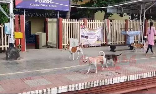 நாய்கள் தொல்லையால் பொதுமக்கள்-வாகன ஓட்டிகள் அவதி நாய்கள் தொல்லையால் பொதுமக்கள்-வாகன ஓட்டிகள் அவதி