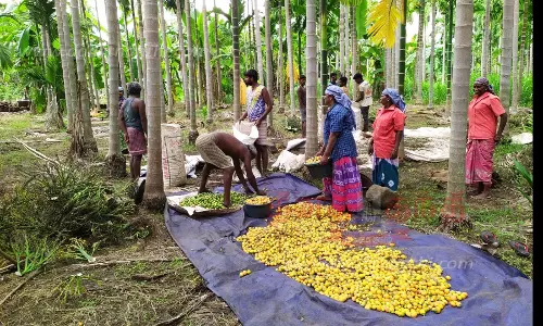 கொல்லிமலை அடிவாரத்தில்பாக்கு அறுவடை சீசன் தொடங்கியது