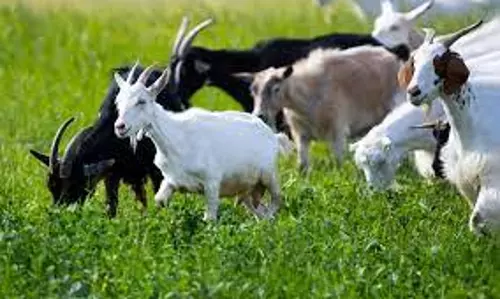 ரத்த கழிச்சல் நோயில் இருந்துஆடுகளை பாதுகாப்பது எப்படி?