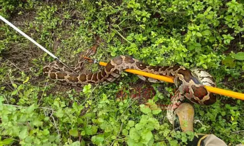 2 பாம்புகள் பிடிப்பட்டது