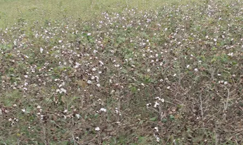 சப்பாத்தி பூச்சி தாக்குதலால் பருத்தி செடிகள் பாதிப்பு சப்பாத்தி பூச்சி தாக்குதலால் பருத்தி செடிகள் பாதிப்பு