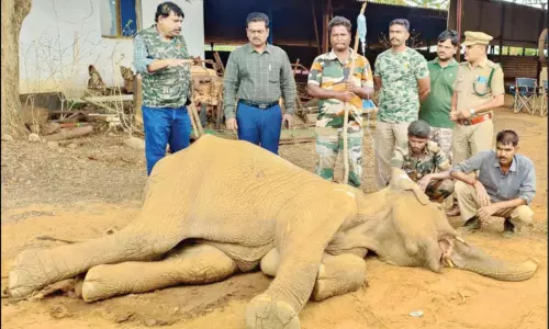 பன்றி வேட்டைக்கு வைத்த நாட்டுவெடி வெடித்து யானை பலி பன்றி வேட்டைக்கு வைத்த நாட்டுவெடி வெடித்து யானை பலி