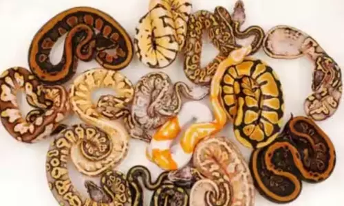 தாய்லாந்து நாட்டில் இருந்து கடத்தல்: சென்னை விமான நிலையத்தில் 12 மலைப்பாம்பு குட்டிகள் பறிமுதல்