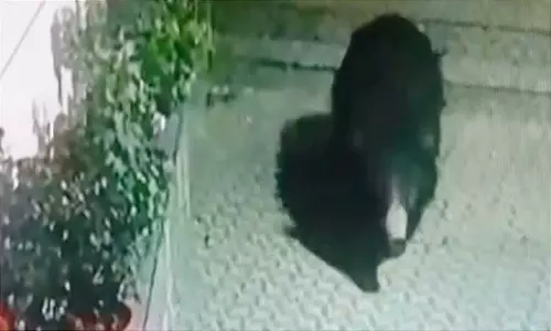 கோத்தகிரி கடைவீதி  குடியிருப்பு பகுதியில் உலா வந்த கரடி