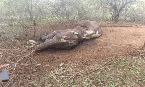 மசினகுடி அருகே வனப்பகுதியில் இறந்து கிடந்த பெண் யானை-வனத்துறையினர் விசாரணை