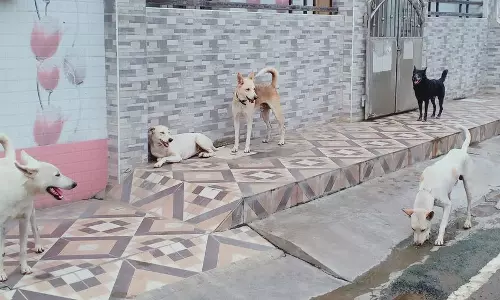 தெருநாய்கள் தொல்லை அதிகரிப்பு தெருநாய்கள் தொல்லை அதிகரிப்பு