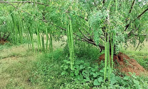 விலை வீழ்ச்சியால் பறிக்காமல் விடப்பட்ட முருங்கைக்காய்கள்