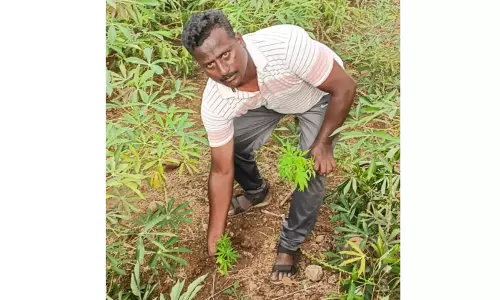 மரவள்ளிக்கு ஊடுபயிராக கஞ்சா சாகுபடி; விவசாயி கைது