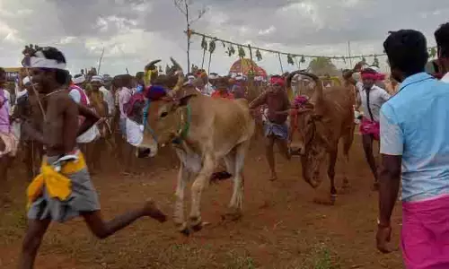 தோகைமலை அருகே மாடு மாலை தாண்டும் நிகழ்ச்சி