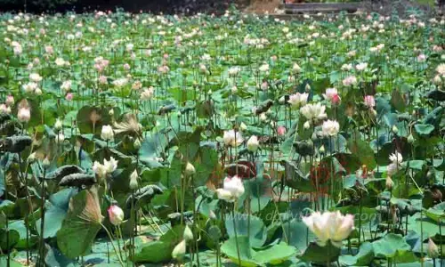 பூத்துக்குலுங்கும் தாமரை பூக்கள்