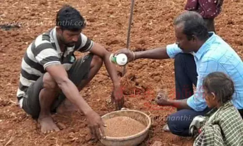 பர்கூர் மலைக்கிராமத்தில்10 ஏக்கரில்  புதிய ரக கேழ்வரகு சாகுபடி