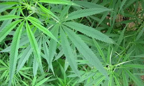 டால்பின்நோஸ் பகுதியில் கஞ்சா செடி வளர்ப்பா? -போலீசார் விசாரணை