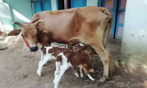 கன்று ஈன்ற மாடுகளுக்கு ஏற்படும் பால் காய்ச்சல் கன்று ஈன்ற மாடுகளுக்கு ஏற்படும் பால் காய்ச்சல்