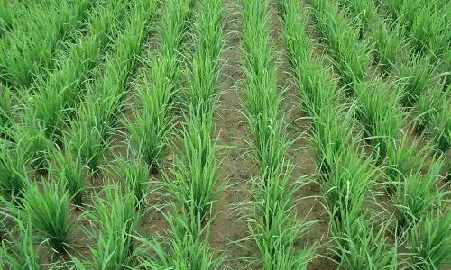 நஞ்சை சம்பா சாகுபடியில் சான்றுபெற்ற விதைநெல்லை பயிரிட வேண்டும்