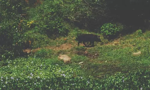 அமராவதி ஆற்றங்கரையில் பன்றி வளர்ப்பு