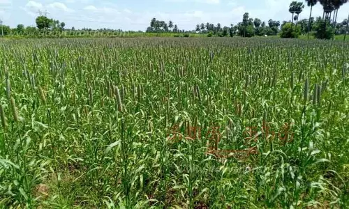 கம்பு பயிரிடுவதில் விவசாயிகள் ஆர்வம்