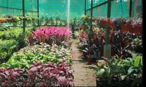 மைசூரு நகரை அழகுப்படுத்த வளர்க்கப்படும் பூச்செடிகள் மைசூரு நகரை அழகுப்படுத்த வளர்க்கப்படும் பூச்செடிகள்