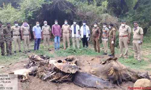 அழுகிய நிலையில் எலும்புக்கூடாக கிடந்த யானை அழுகிய நிலையில் எலும்புக்கூடாக கிடந்த யானை