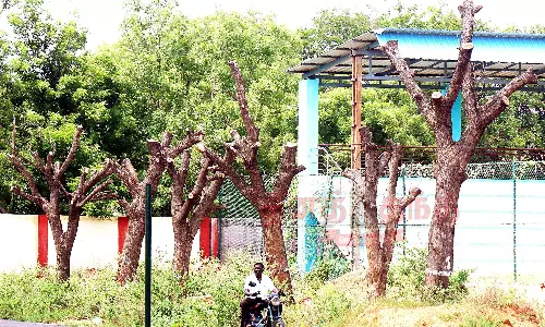 துளிர்க்காத மரங்களால் தளர்ந்த நம்பிக்கை