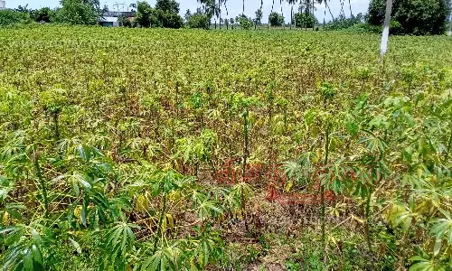 மரவள்ளி பயிரைத் தாக்கும் பழுப்பு நோய்- விவசாயிகள் கவலை