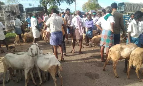 வரத்து குறைவால் ஆடுகளின் விலை உயர்வு