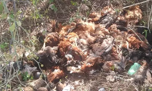 செத்த கோழிகளை சாலையோரங்களில் கொட்டுவதால் நோய் பரவும் அபாயம்