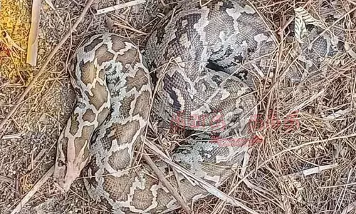 வீட்டில் புகுந்த நல்லபாம்பு பிடிபட்டது வீட்டில் புகுந்த நல்லபாம்பு பிடிபட்டது