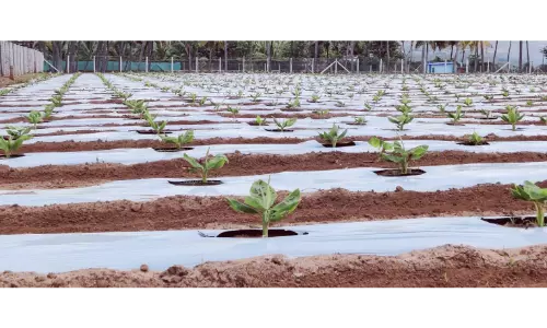 கூடலூர் பகுதியில்மல்சிங் பேப்பர் மூலம் வாழை சாகுபடி