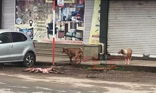 குதிரை குட்டியை கடித்து கொன்ற தெரு நாய்கள் குதிரை குட்டியை கடித்து கொன்ற தெரு நாய்கள்