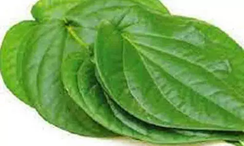 வரத்துக்குறைவால் வெற்றிலை விலை உயர்வு