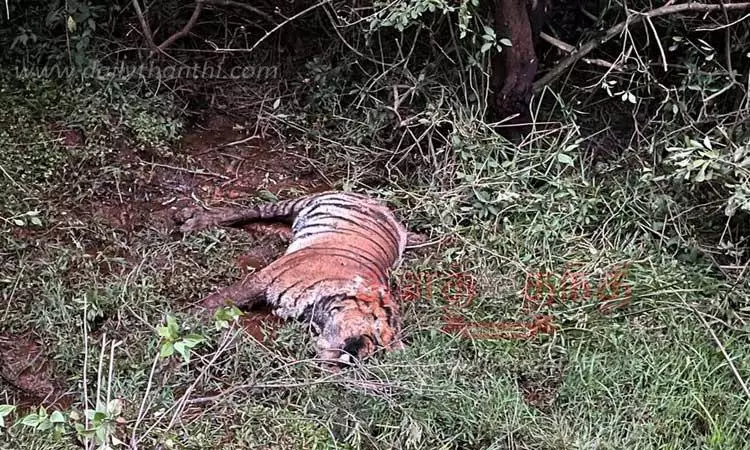 2 புலிகள் மர்ம சாவு