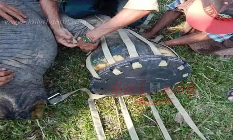 காலில் காயமடைந்த யானைக்கு சிகிச்சை அளிக்க பிரத்யேக காலணி வடிவமைப்பு