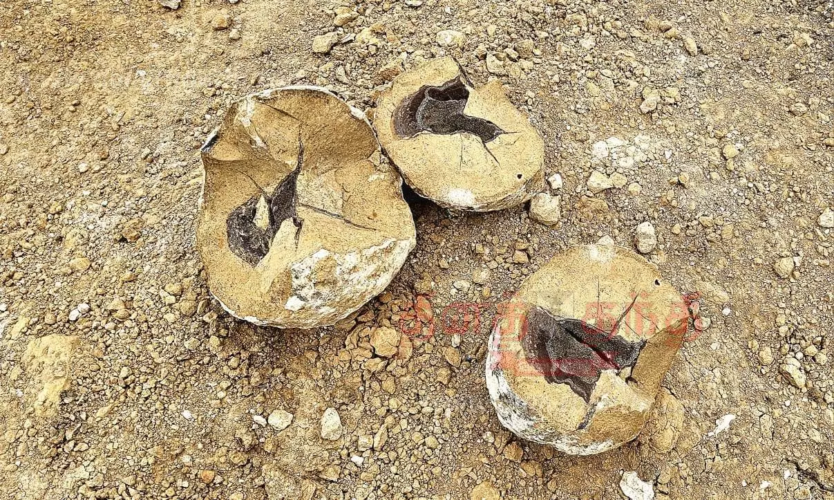 குன்னம் பகுதியில் கண்டெடுக்கப்பட்ட படிமங்கள் பழங்கால விலங்கினத்தின் முட்டையா?