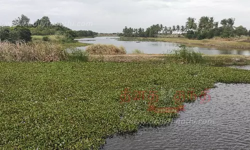 ஆறுகளில் மண்டி கிடக்கும் ஆகாயத்தாமரைகள் அகற்றப்படுமா?