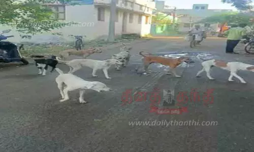 தெரு நாய்களின் எண்ணிக்கை அதிகரிப்பு தெரு நாய்களின் எண்ணிக்கை அதிகரிப்பு