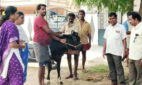 மாடுகளின் உரிமையாளர்களுக்கு அபராதம் மாடுகளின் உரிமையாளர்களுக்கு அபராதம்