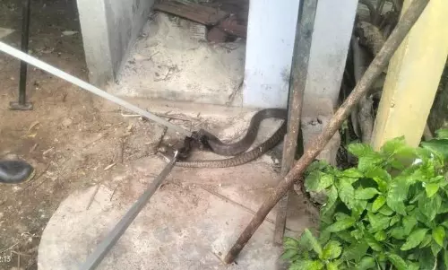 வீட்டின் கழிவறைக்குள் புகுந்த பாம்பு