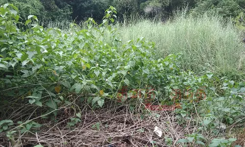 பாசிக்குளம் தூர்வாரி சுத்தப்படுத்தப்படுமா?