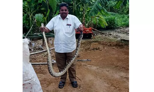 கோழிகளை விழுங்கிய 12 அடி நீள மலைப்பாம்பு