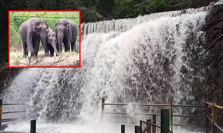 யானைகள் நடமாட்டம்; சுருளி அருவிக்கு செல்ல சுற்றுலா பயணிகளுக்கு தடை...!