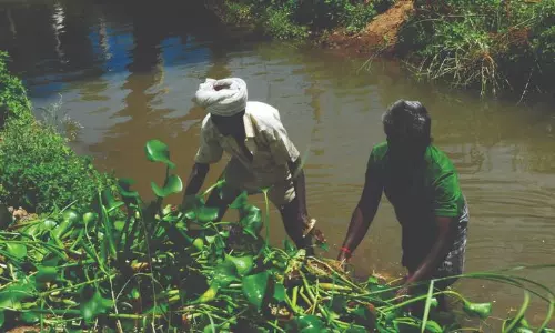ஆகாயத்தாமரைகளால் கடைமடை பாசனத்தில் சிக்கல் ஆகாயத்தாமரைகளால் கடைமடை பாசனத்தில் சிக்கல்