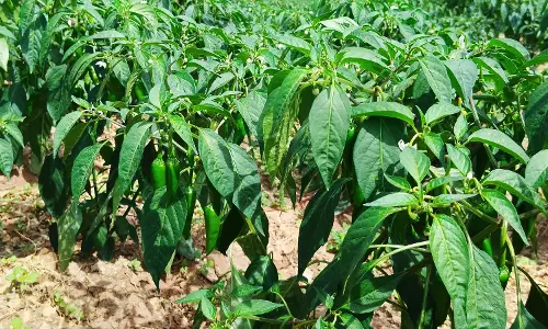 பச்சை மிளகாய் சாகுபடி பச்சை மிளகாய் சாகுபடி