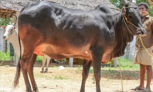 ரூ.65 ஆயிரத்துக்கு காங்கயம் இன காராம் பசுமாடு விற்பனை ரூ.65 ஆயிரத்துக்கு காங்கயம் இன காராம் பசுமாடு விற்பனை