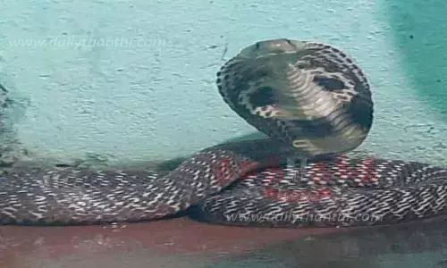 வீட்டில் நல்லபாம்பு பிடிபட்டது