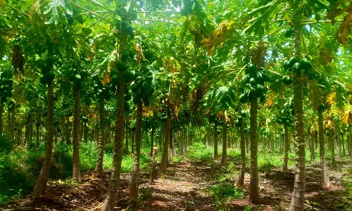 கம்பம் பள்ளத்தாக்கு பகுதியில் இருந்துவெளிமாநிலங்களுக்கு அனுப்பப்படும் பப்பாளிகள்