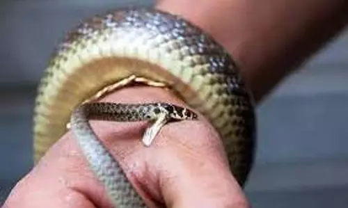 கடித்த பாம்புகளுடன் சிகிச்சைக்கு வந்த சிறுவர்கள்