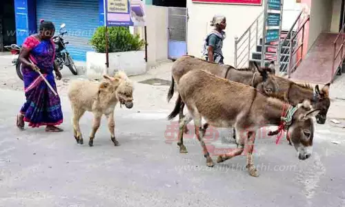 கழுதை பால் விற்பனை