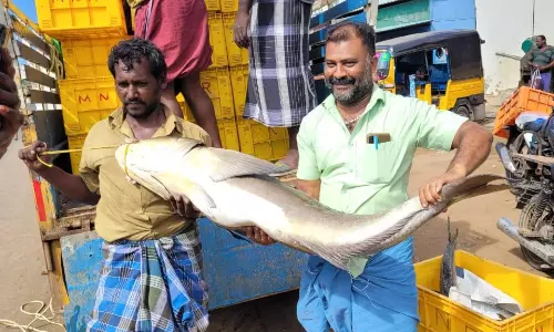 மீனவர் வலையில்  30 கிலோ கடல் விரால் மீன் சிக்கியது.