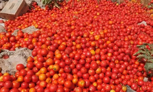 சாலையோரம் கொட்டப்பட்டுள்ள தக்காளி சாலையோரம் கொட்டப்பட்டுள்ள தக்காளி